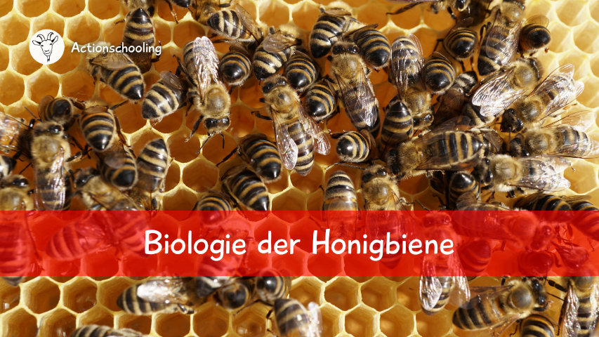 Biologie der Honigbiene